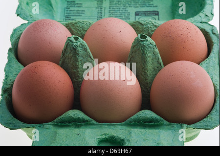 Sei uova di colore marrone in una scatola di cartone cradboard Foto Stock