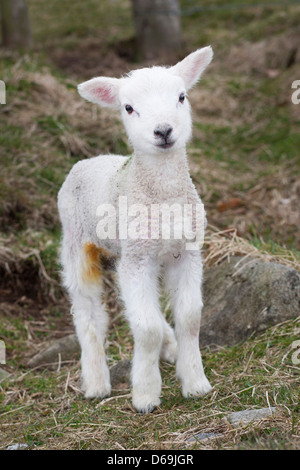 Giovane agnello in aprile, England, Regno Unito Foto Stock