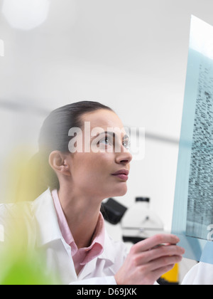 Scienziato esaminando il sequenziamento di DNA su gel Foto Stock