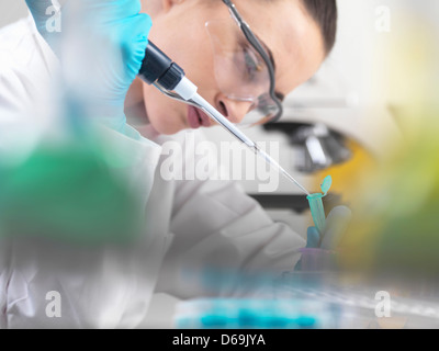 Scienziato di pipettaggio campione di DNA nei tubi Foto Stock