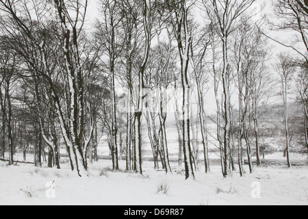 Alberi in boschi innevati Foto Stock