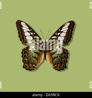 Close up taxidermied butterfly Foto Stock