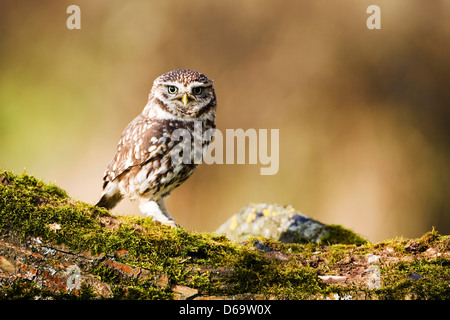 Piccolo gufo Foto Stock