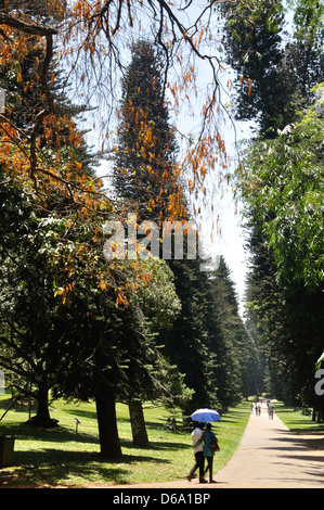 Cuocere di Pino Avenue, Peradeniya Botanic Gardens, Sri Lanka Foto Stock