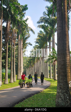 Cavolo Palm Avenue, Peradeniya Botanic Gardens, Sri Lanka Foto Stock