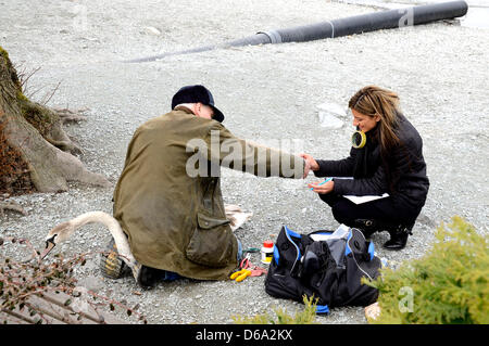 Windermere, Cumbria. Il REGNO UNITO, 15 aprile 2013. Tagging, di sessaggio e pesatura di cygnets e cigni sul Lago di Windermere in Cumbria, nel Regno Unito. Credito: Mathew Monteith/Alamy Live News. Nota: Ortografia di Mathew è corretta Foto Stock