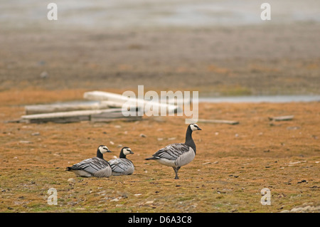 La Norvegia, l'arcipelago delle Svalbard, Spitsbergen, Longyearbyen. Svalbard Oche facciabianca, Branta leucopsis, resto sulla tundra in estate Foto Stock