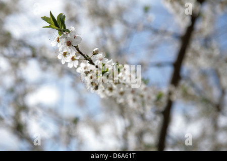 Bianco apple blossom nel tempo primaverile Foto Stock