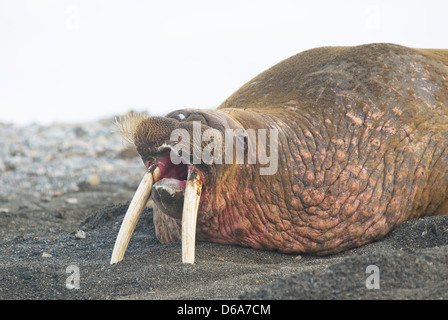 Mare di Groenlandia, Norvegia, l'arcipelago delle Svalbard, Spitsbergen, Poolepynten. Tricheco, Odobenus rosmarus, bull in appoggio su una spiaggia barks Foto Stock