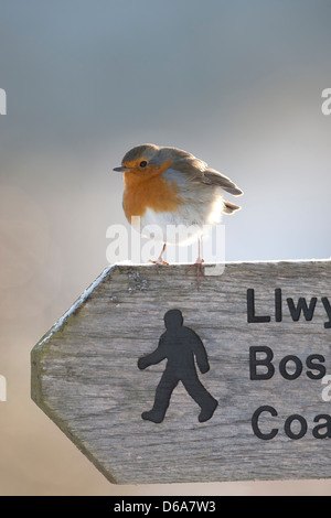 Erithacus rubecula - immagine di un Robin seduto su un sentiero segnaletica Foto Stock