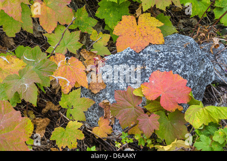 Thimbleberry (Rubus parviflorus) le foglie in autunno colore lungo i laghi di neve Trail nel incantesimi dello Stato di Washington Foto Stock