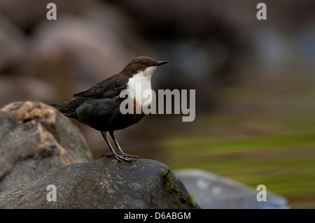 Cinclus cinclus -- bilanciere seduto su una roccia Foto Stock