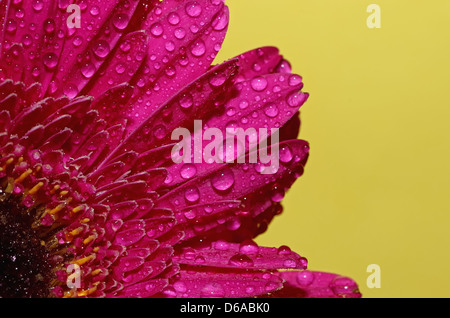 Le goccioline di acqua sulla germini petali Foto Stock