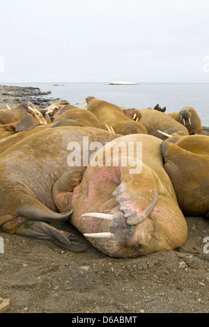 La Norvegia, l'arcipelago delle Svalbard, Spitsbergen. Tricheco, Odobenus rosmarus, mandria di tori, giovani e vecchi, trasportata su un sandspit Foto Stock