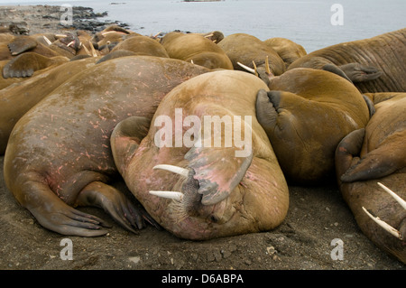 La Norvegia, l'arcipelago delle Svalbard, Spitsbergen. Tricheco, Odobenus rosmarus, mandria di tori, giovani e vecchi, trasportata su un sandspit Foto Stock