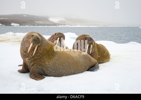 Mare di Groenlandia, Norvegia, l'arcipelago delle Svalbard, Spitsbergen. Tricheco, Odobenus rosmarus, gruppo di adulti si appoggiano su floating mare di ghiaccio Foto Stock