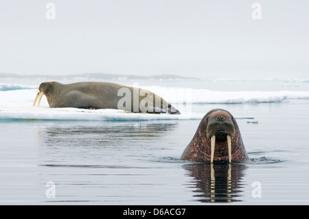 Mare di Groenlandia, Norvegia, l'arcipelago delle Svalbard, Spitsbergen. Tricheco, Odobenus rosmarus, un adulto si appoggia su un glaçon come altro Foto Stock