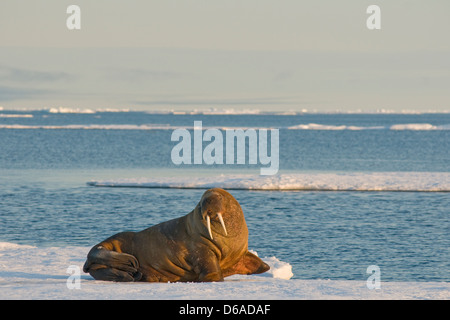 Mare di Groenlandia, Norvegia, l'arcipelago delle Svalbard, Spitsbergen. Tricheco, Odobenus rosmarus, toro giovane poggia su un glaçon in estate. Foto Stock