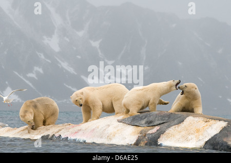 Il gruppo dell'orso polare Ursus maritimus scava la carcassa di una balena balena balaenoptera Norway Svalbard Arcipelago Spitsbergen Foto Stock