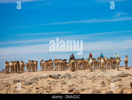 Cammelli sudanese mandria di andare in Egitto, Dongola, Sudan Foto Stock