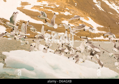 La Norvegia, l'arcipelago delle Svalbard, Spitsbergen, Hornsund, Burgerbukta. Nero-zampe, kittiwake Rissa tridactyla, gregge prendono il volo Foto Stock