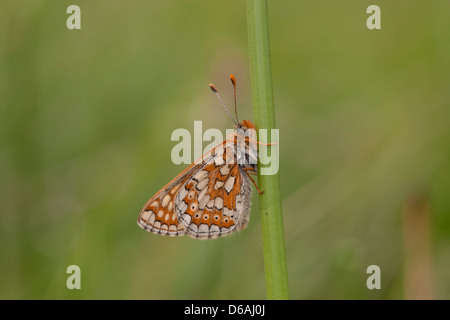 Euphydryas aurinia- Marsh Fritillary Foto Stock