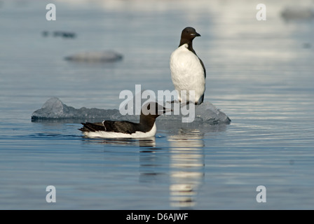 La Norvegia, l'arcipelago delle Svalbard, Spitsbergen. Brunnich's guillemot, Uria lomvia, coppia di adulti e nuoto intorno al mare flottante Foto Stock