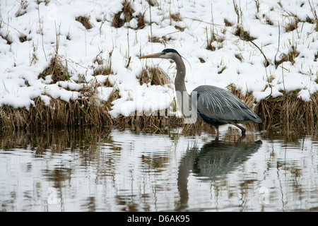 Great Blue Heron in Snow Herons Shorebird Wading uccello natura fauna selvatica ambiente Foto Stock