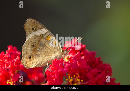 Comune di Buckeye butterfly (Junonia coenia) su fiori di colore rosso Foto Stock