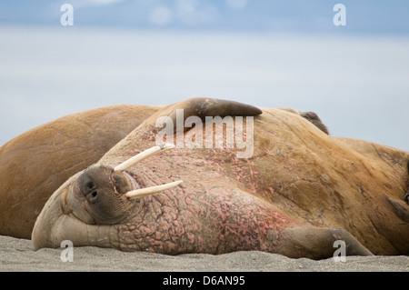 La Norvegia, l'arcipelago delle Svalbard, Spitsbergen. Tricheco, Odobenus rosmarus, bull giacente sulla sua schiena, poggia su un sandspit. Foto Stock