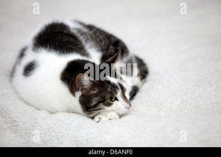 Grande casa cat è sdraiato su un letto - simbolo di comfort Foto Stock