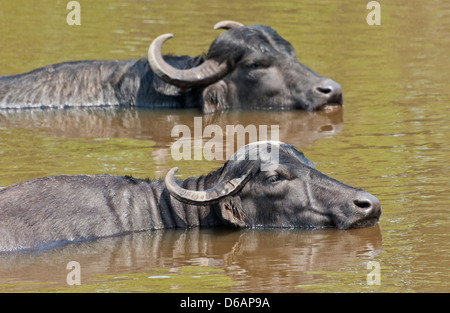 Oklahoma, Bartlesville, Woolaroc Museum & Wildlife preservare, coppia di bufalo d'acqua, Bubalus bubalis Foto Stock