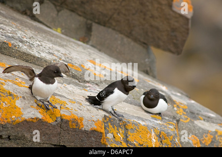 La Norvegia, l'arcipelago delle Svalbard, Spitsbergen. Little auk, Alle alle, la più piccola delle comunità auks, adulti arroccato su una rupe i Foto Stock