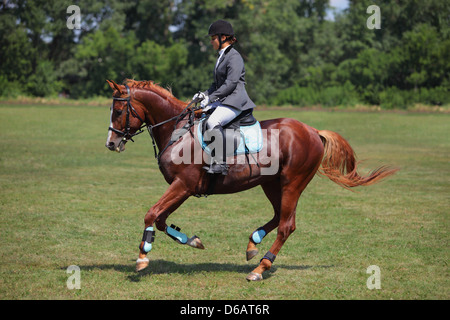 Ragazza a cavallo sul retro di un tedesco di Trakehnen cavallo al galoppo in un prato Foto Stock