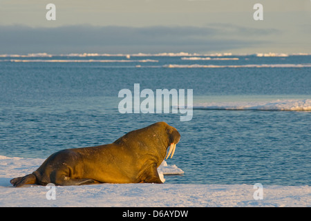 Mare di Groenlandia, Norvegia, l'arcipelago delle Svalbard, Spitsbergen. Tricheco, Odobenus rosmarus, toro giovane poggia su un glaçon in estate. Foto Stock