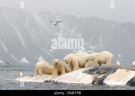 La Norvegia, l'arcipelago delle Svalbard, Spitsbergen. Orso polare, Ursus maritimus, gruppo estrae la carcassa di una balenottera comune, Balaenoptera Foto Stock