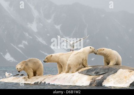 La Norvegia, l'arcipelago delle Svalbard, Spitsbergen. Orso polare, Ursus maritimus, gruppo estrae la carcassa di una balenottera comune, Balaenoptera Foto Stock
