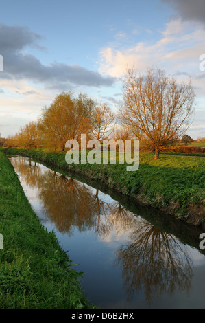 Gli alberi di salice (Salix fragilis) sulle rive del fiume Brue, livelli di Somerset, Regno Unito. Foto Stock