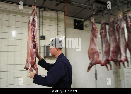 Butcher Andre Gol da macelleria Hoogeveen guarda macellati giovani capre nella norcineria Hoogeveen in Hoogersmilde, Paesi Bassi, 15 agosto 2012. Foto: VidiPhoto dpa - PAESI BASSI FUORI Foto Stock