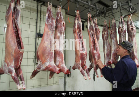 Butcher Andre Gol da macelleria Hoogeveen guarda macellati giovani capre nella norcineria Hoogeveen in Hoogersmilde, Paesi Bassi, 15 agosto 2012. Foto: VidiPhoto dpa - PAESI BASSI FUORI Foto Stock