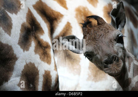 Una femmina di giraffa bambino è visto dopo che sono nati a madre Kim e padre Zeus all'Ouwehand zoo in Rhenen, Paesi Bassi, 10 agosto 2012. La nascita della prole giraffa è lo zoo di prima in cinque anni. Foto: VidiPhoto - PAESI BASSI FUORI Foto Stock