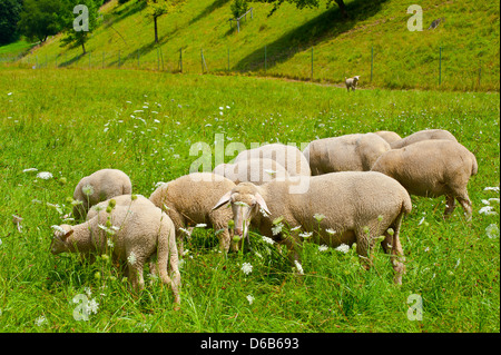 Pecore al pascolo Foto Stock