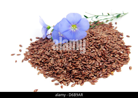 Linum usitatissimum fiori e semi Foto Stock