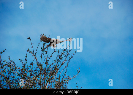 Un giovane Kestrel arroccato nell'albero nel Richmond Park di Londra Foto Stock