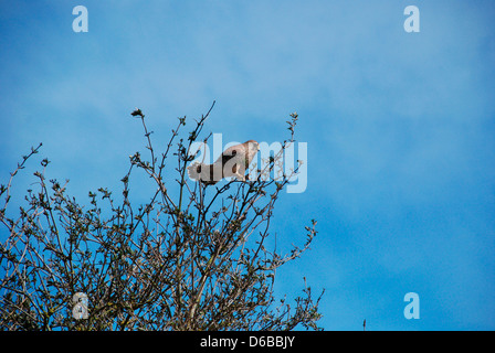 Un giovane Kestrel arroccato nell'albero nel Richmond Park di Londra Foto Stock