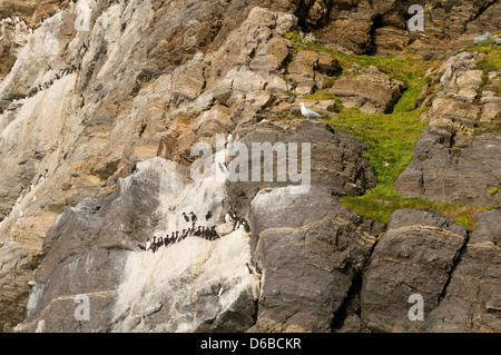 La Norvegia, l'arcipelago delle Svalbard, Spitsbergen. Brunnich's guillemot, Uria lomvia, colonia su scogliere lungo la costa in estate. Foto Stock