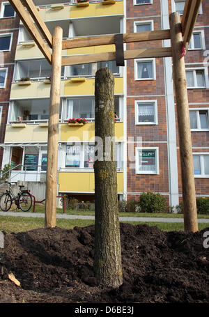 Il nuovo impianto di rovere di pace di fronte alla "Casa unflower' in Rostock-Lichtenhagen è stato sawed via da persone sconosciute a Rostock, Germania, 29 agosto 2012. La struttura ad albero è stato sawed della pinna la notte dal 28 al 29 agosto 2012. L'albero era stato piantato solo un paio di giorni prima del 26 agosto 2012 per commemorare i tumulti di xenofobi in agosto 1992. Foto: BERND WUESTNECK Foto Stock