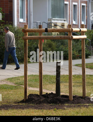 Il nuovo impianto di rovere di pace di fronte alla "Casa unflower' in Rostock-Lichtenhagen è stato sawed via da persone sconosciute a Rostock, Germania, 29 agosto 2012. La struttura ad albero è stato sawed della pinna la notte dal 28 al 29 agosto 2012. L'albero era stato piantato solo un paio di giorni prima del 26 agosto 2012 per commemorare i tumulti di xenofobi in agosto 1992. Foto: BERND WUESTNECK Foto Stock