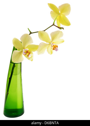 orchidea Foto Stock