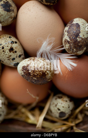 Azienda Agricola Le uova fresche annidato in paglia con una singola bianco giù Foto Stock